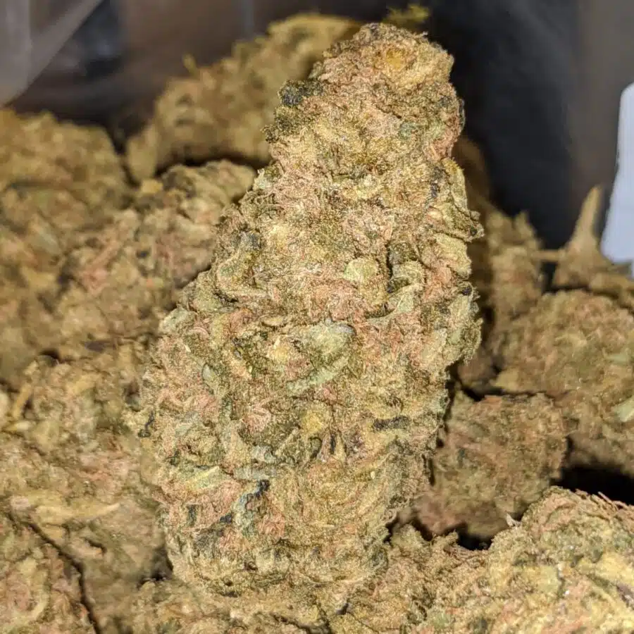APPLE SOUR BS 2 I Apple Sour Bulk Special