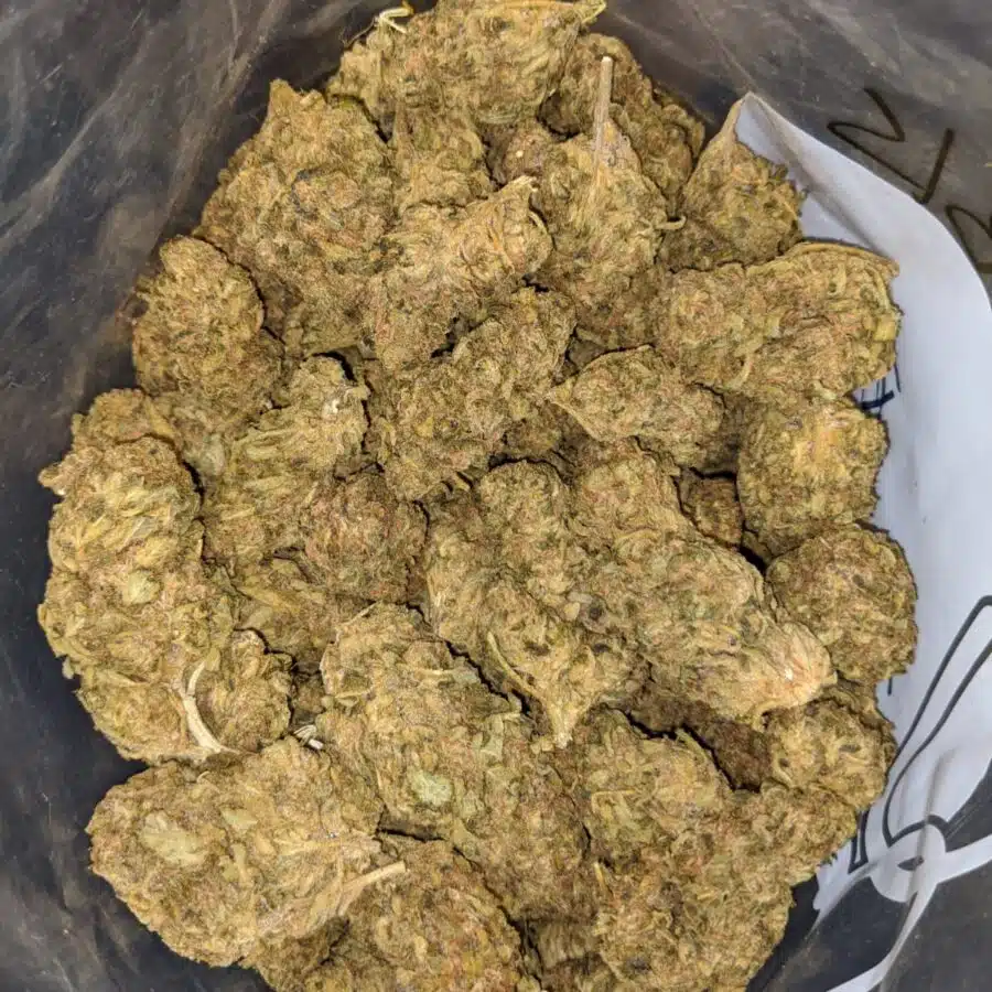 Apple Sour Bulk Special