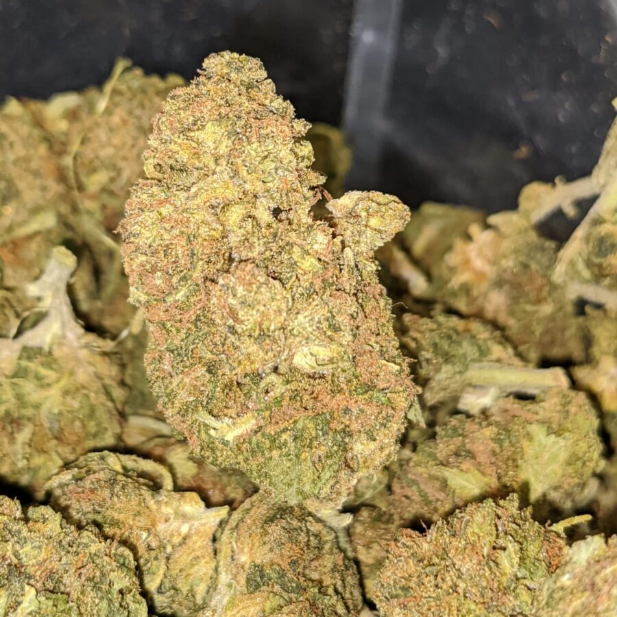 BLACK DIESEL 2 I Black Diesel Bulk Special