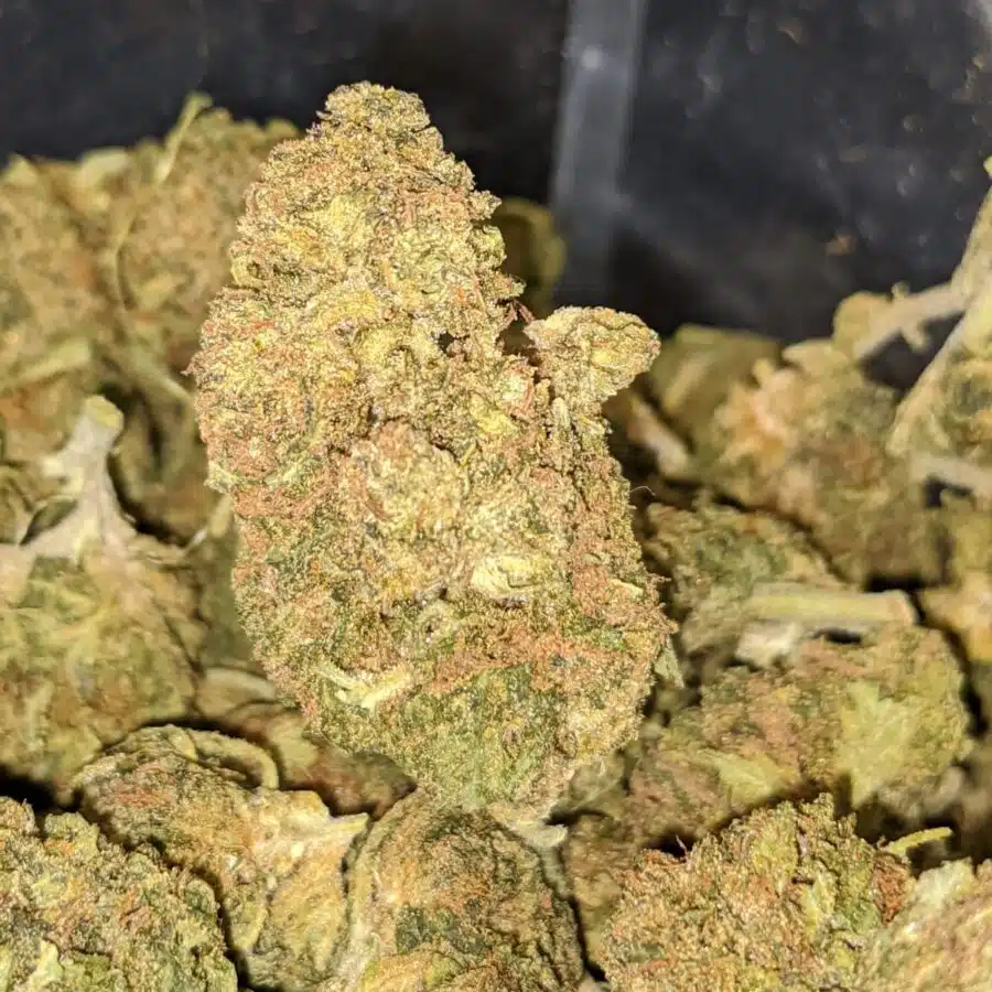 BLACK DIESEL 2 I Black Diesel Bulk Special