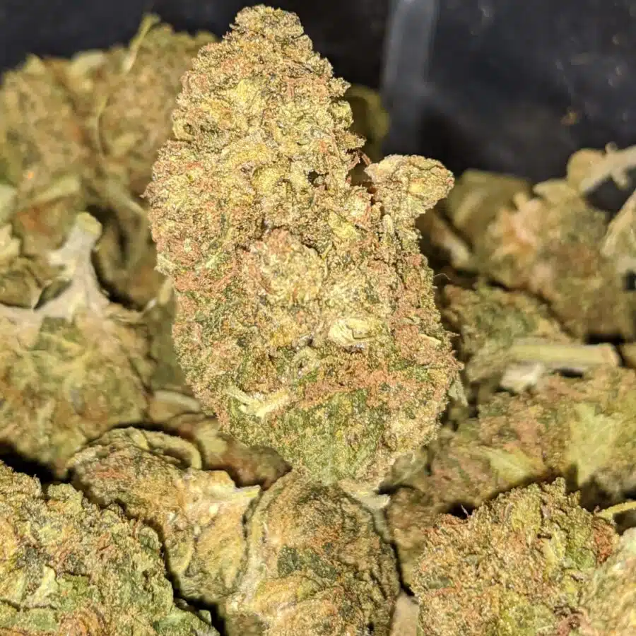 BLACK DIESEL 3 I Black Diesel Bulk Special