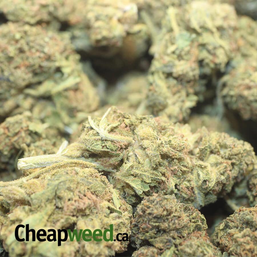BNLACK DIESEL BS 1 I Black Diesel Bulk Special