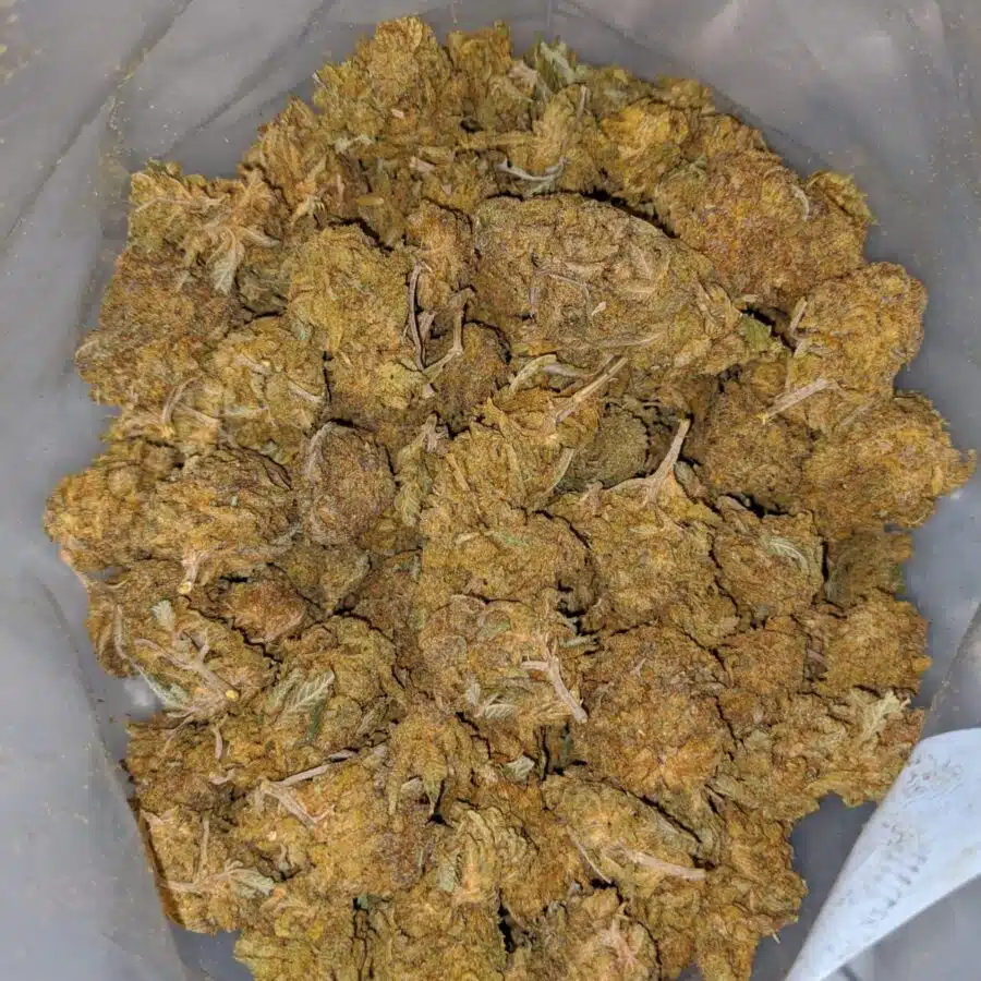 Budget Nuken BS 3 I Budget Nuken Bulk Special