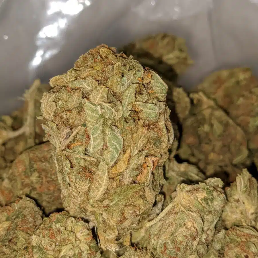 CANNATONIC BS 1 I Cannatonic Bulk Special
