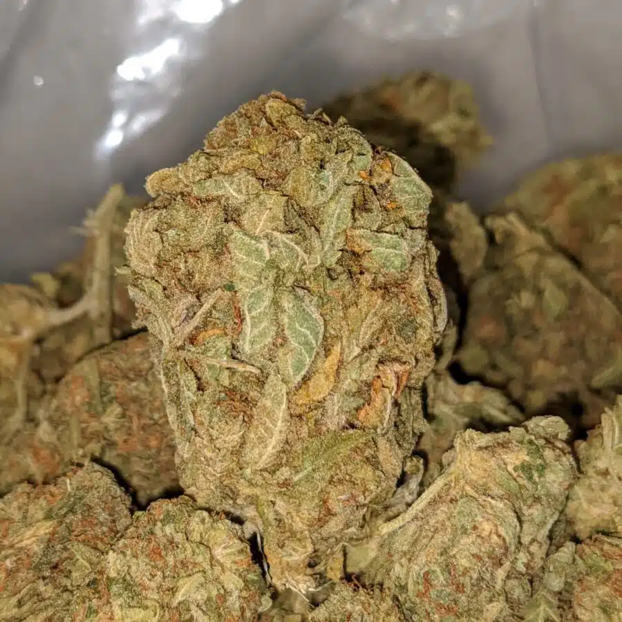 CANNATONIC BS 2 I Cannatonic Bulk Special