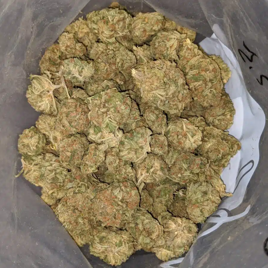 CANNATONIC BS 3 I Cannatonic Bulk Special