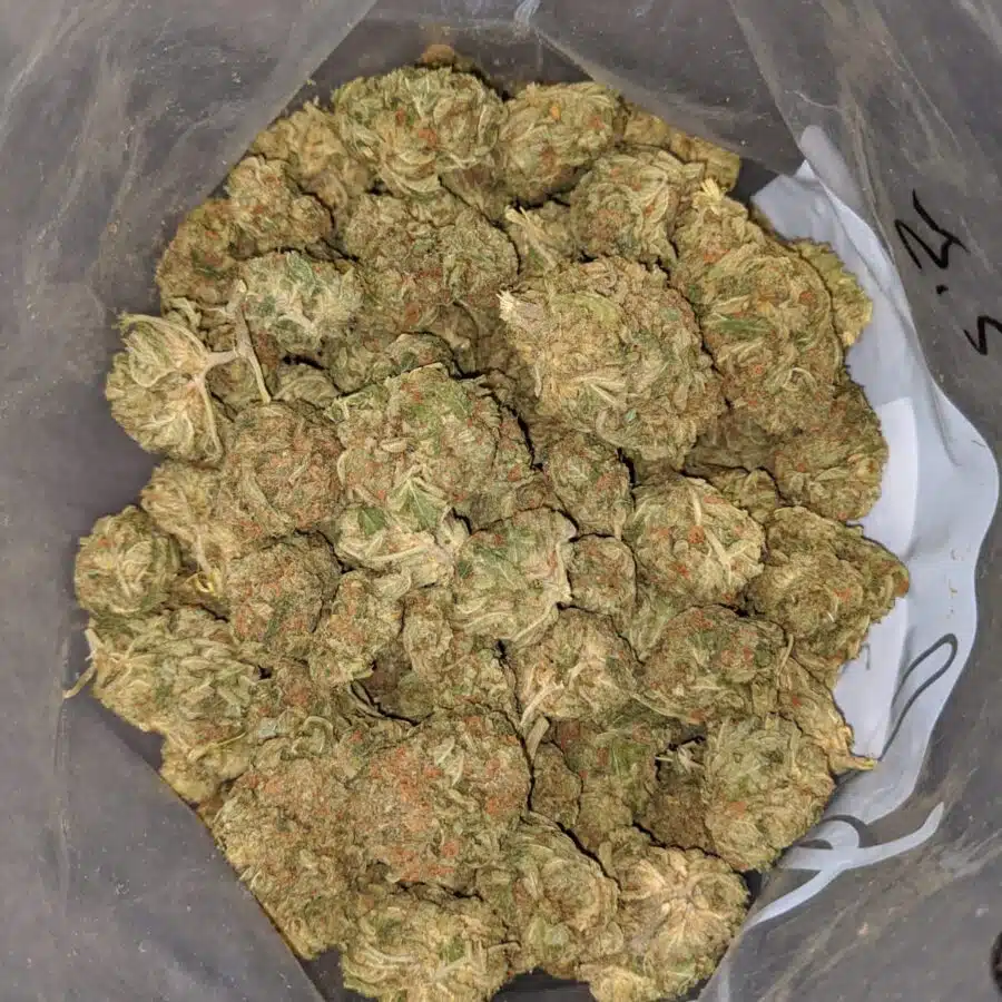 CANNATONIC BS 4 I Cannatonic Bulk Special