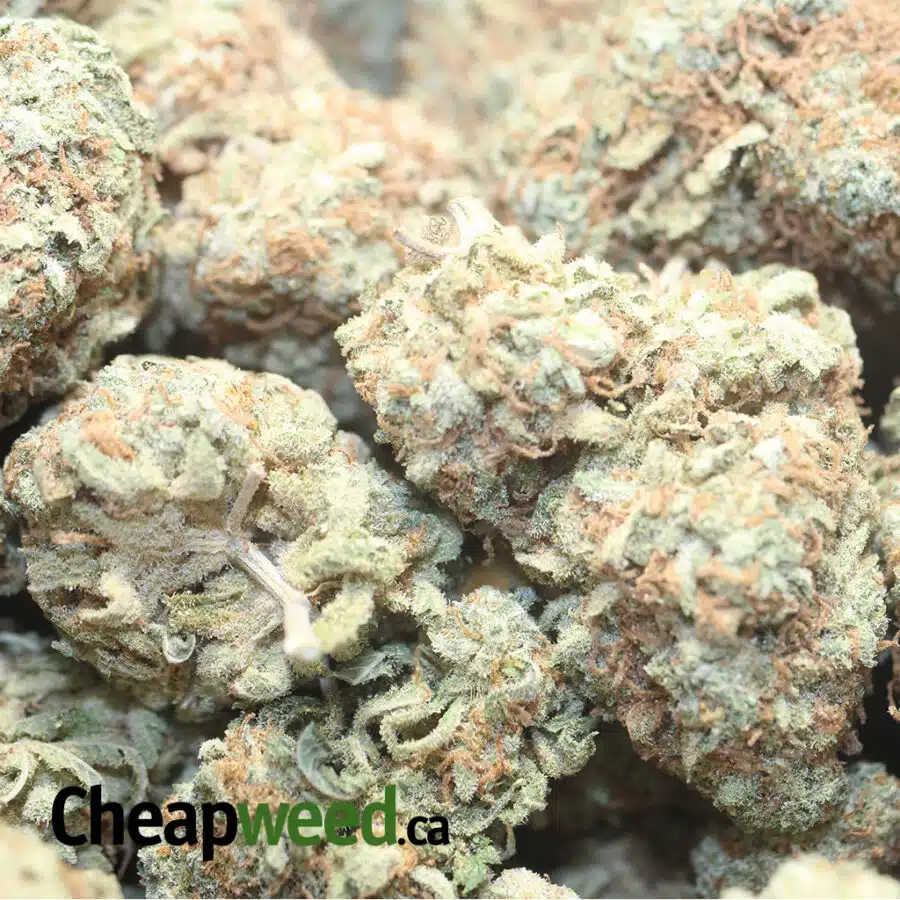 CARAMEL COOKIESDOD 1 I Caramel Candy - *Deal of the Day*
