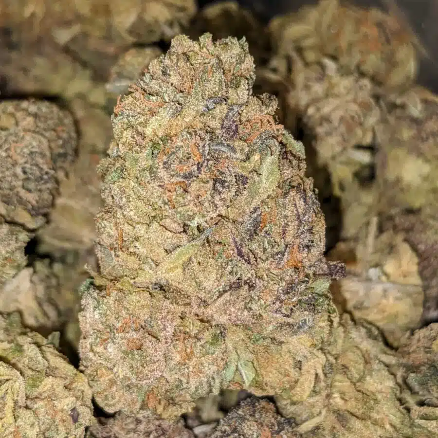 CHAMPAGNE MIMOSA 2 I Mimosa Champagne Bulk Special
