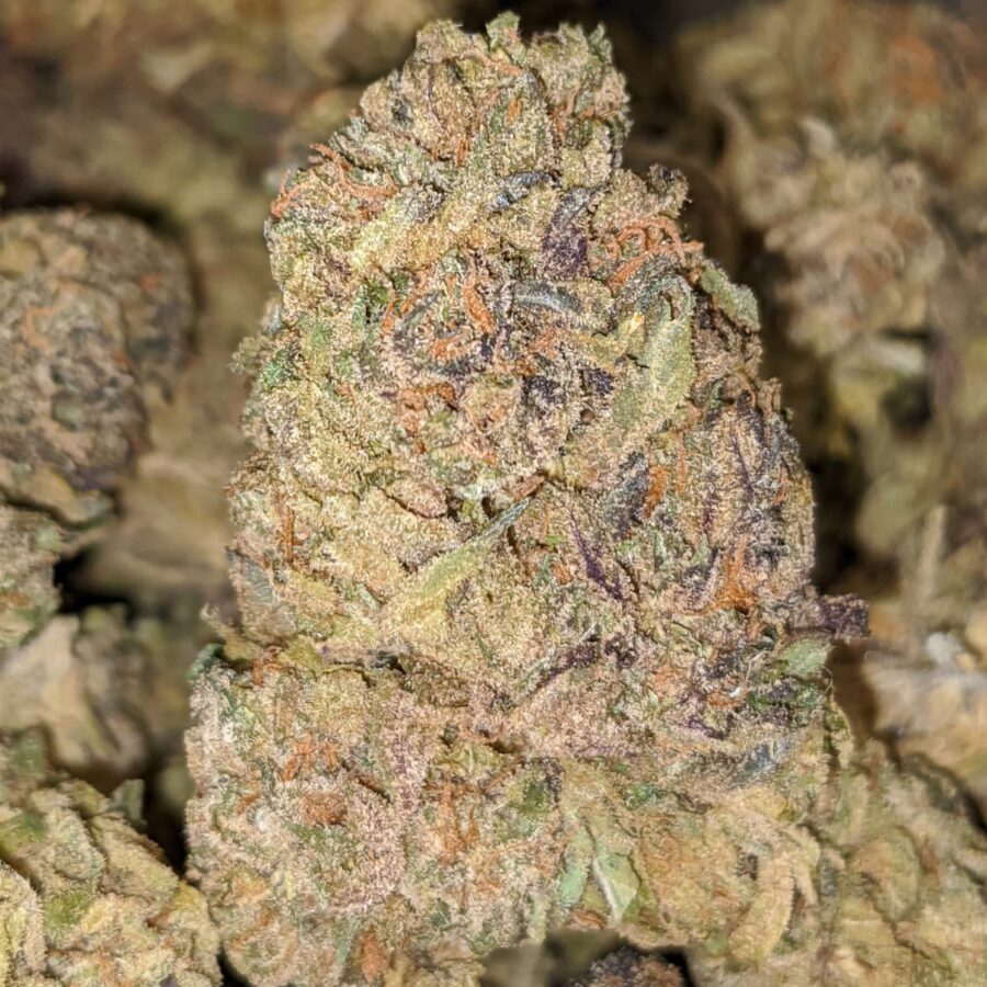 CHAMPAGNE MIMOSA 3 I Mimosa Champagne Bulk Special