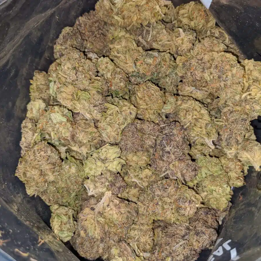 CHAMPAGNE MIMOSA 4 I Mimosa Champagne Bulk Special