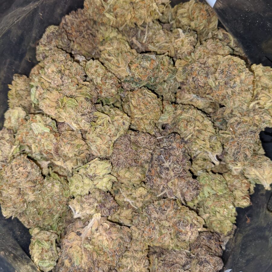 CHAMPAGNE MIMOSA 5 I Mimosa Champagne Bulk Special