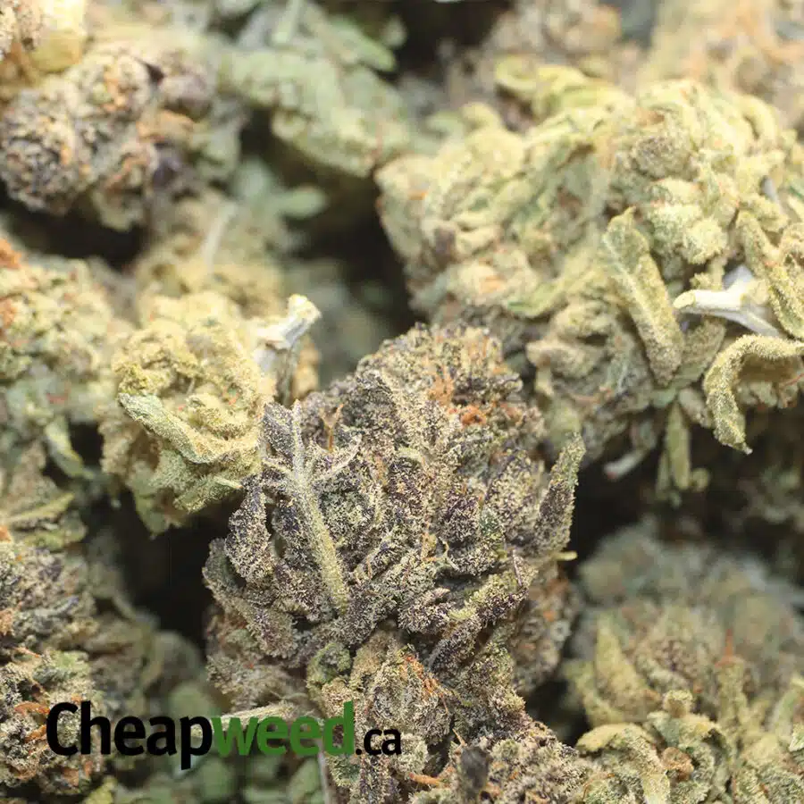 CHAMPAGNE MIMOSA BS 1 I Mimosa Champagne Bulk Special