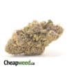 Mimosa Champagne Bulk Special