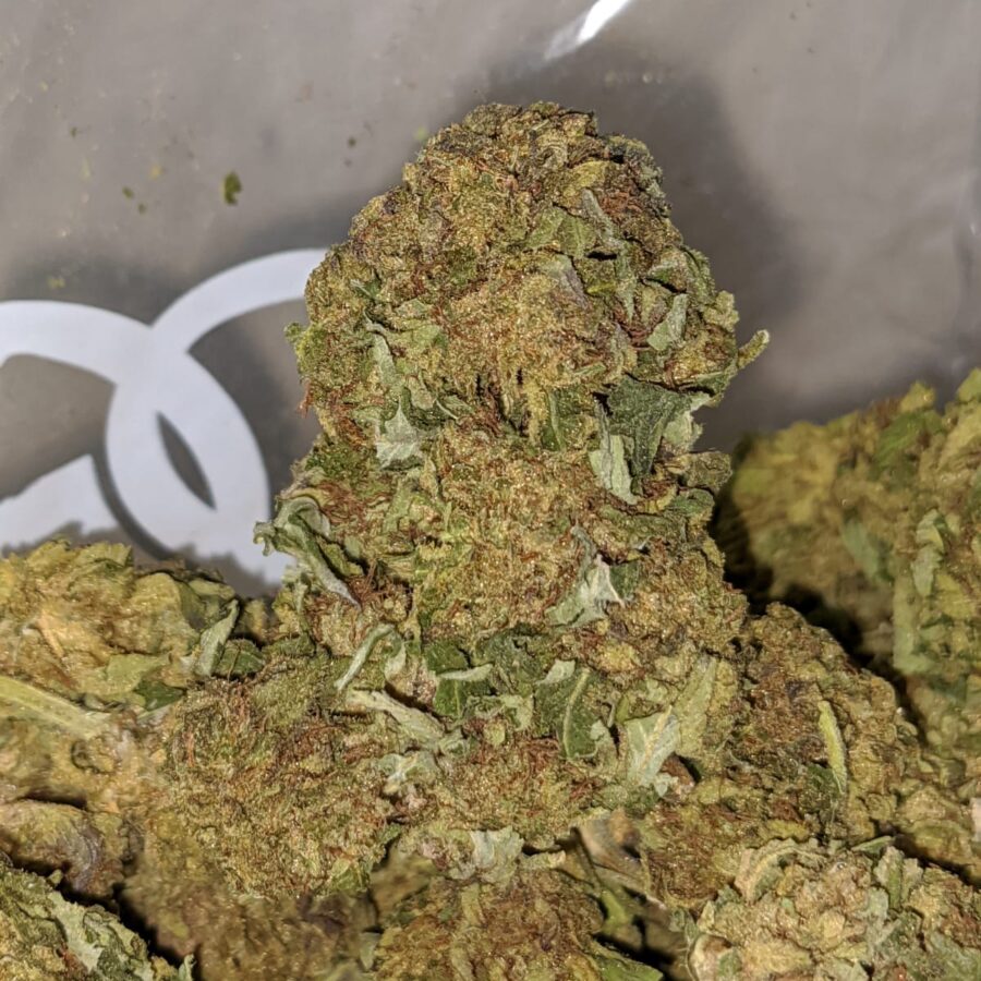 CRITICAL KUSH BS 1 I Critical Kush Bulk Special