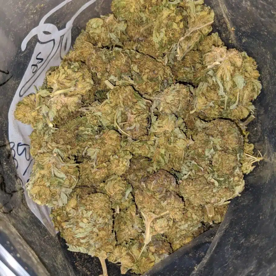CRITICAL KUSH BS 2 I Critical Kush Bulk Special