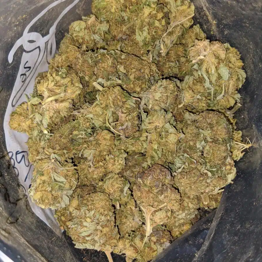 CRITICAL KUSH BS 3 I Critical Kush Bulk Special