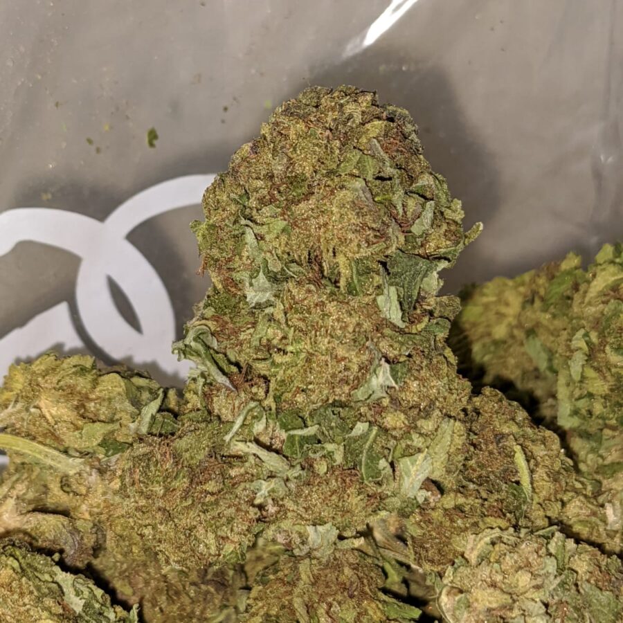 CRITICAL KUSH BS 4 I Critical Kush Bulk Special