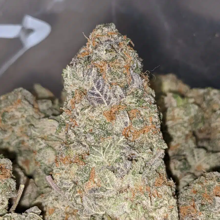 FROST BERRY DOD 1 I Frost Berry Bulk Special