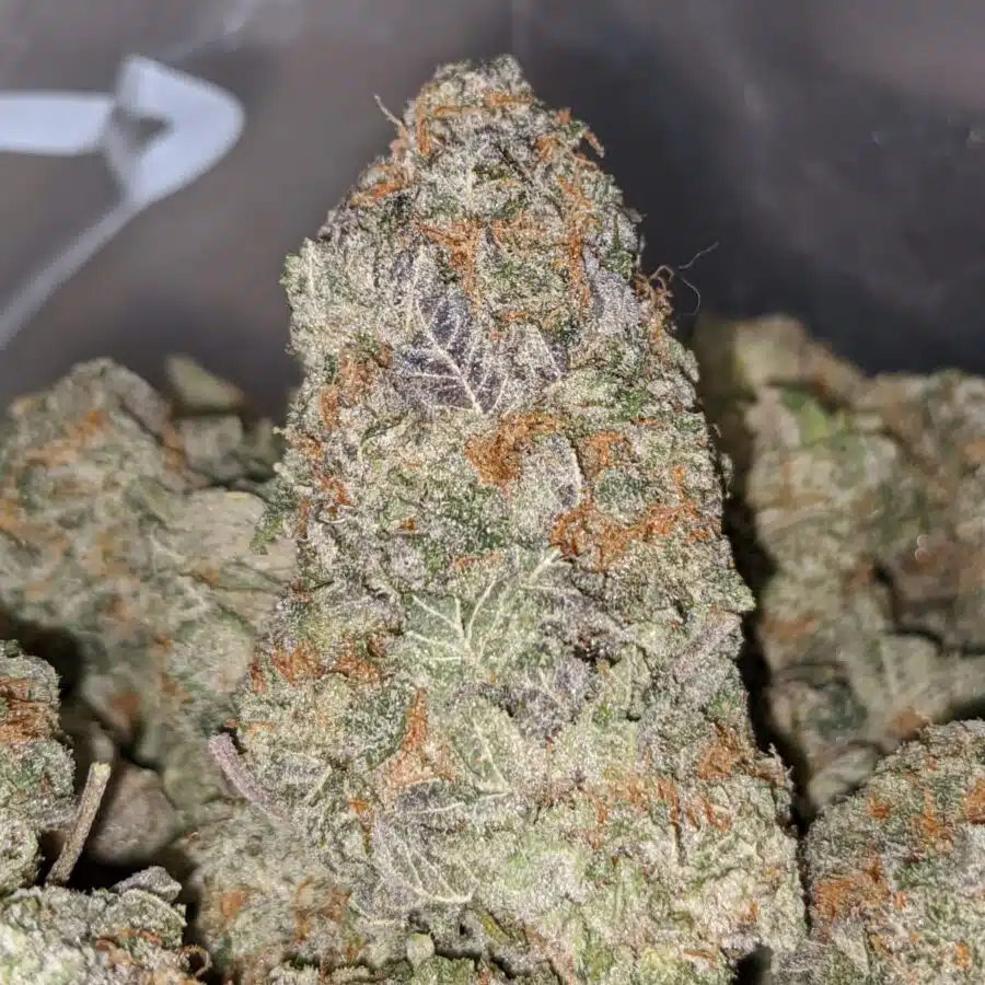 FROST BERRY DOD 2 I Frost Berry Bulk Special