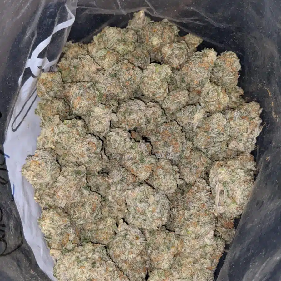 FROST BERRY DOD 3 I Frost Berry Bulk Special