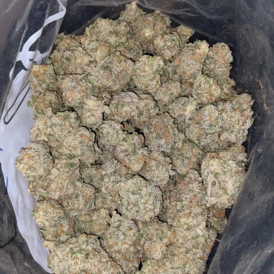 FROST BERRY DOD 4 I Frost Berry Bulk Special