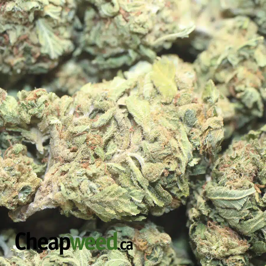 G13 BS 1 I G-13 Bulk Special
