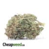 G-13 Bulk Special