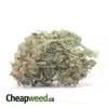 G-13 Bulk Special