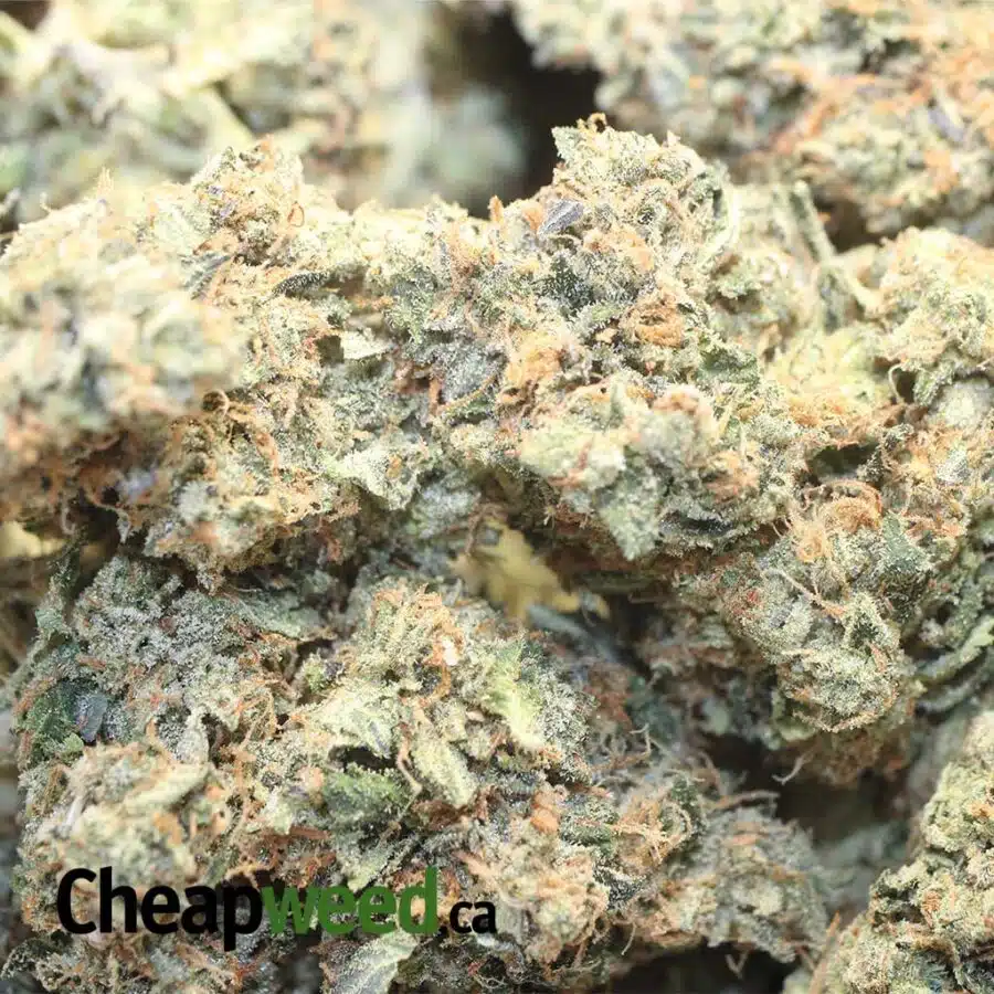 GOD BUBBA 3 1 I $79 Oz - God Bubba