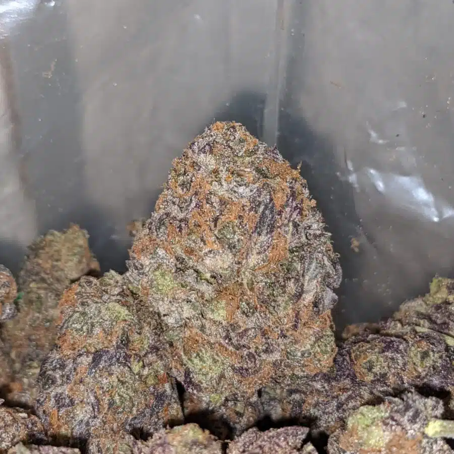 GRAPE TRHASHERS 1 I Grape Thrashers