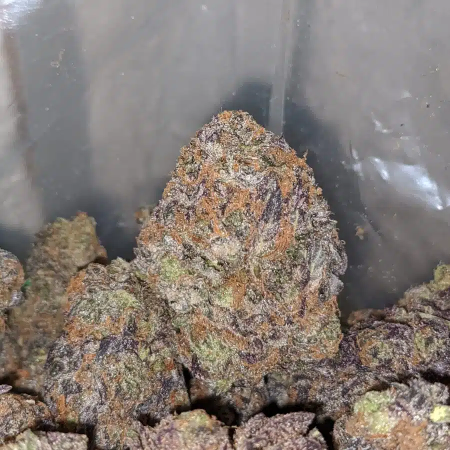 GRAPE TRHASHERS 2 I Grape Thrashers