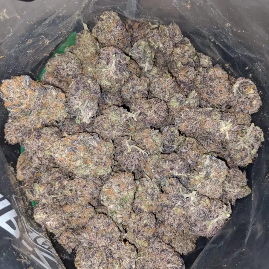 GRAPE TRHASHERS 3 I Grape Thrashers