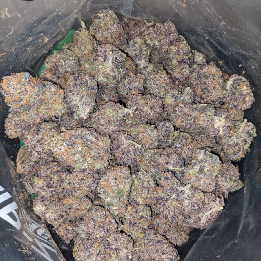 Grape Thrashers - Image 6