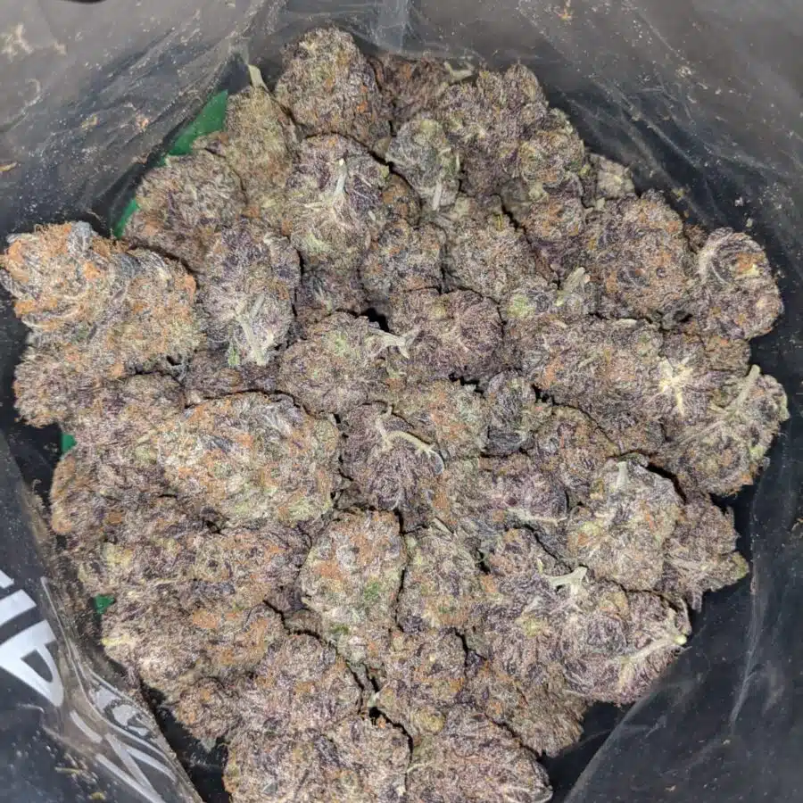 GRAPE TRHASHERS 4 I Grape Thrashers