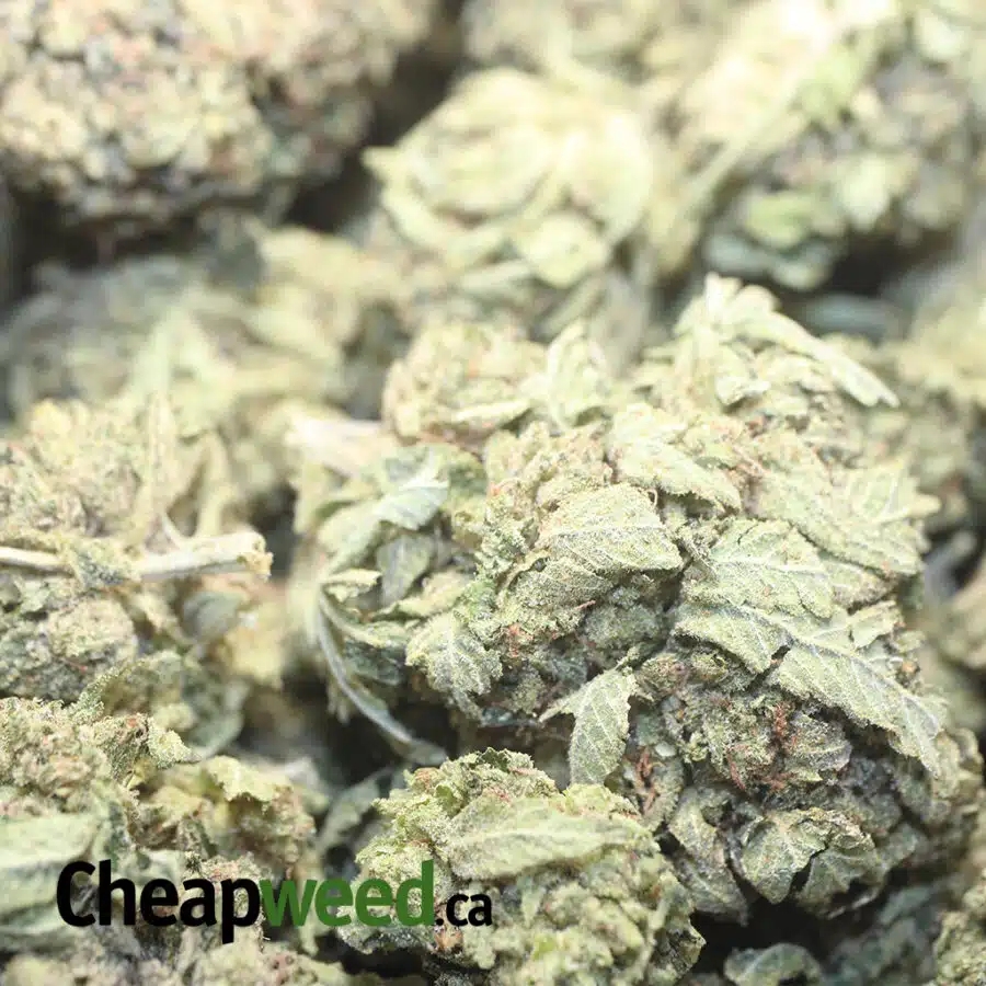 GREEEN DREAM XMAS 1 I Green Dream XMAS Special