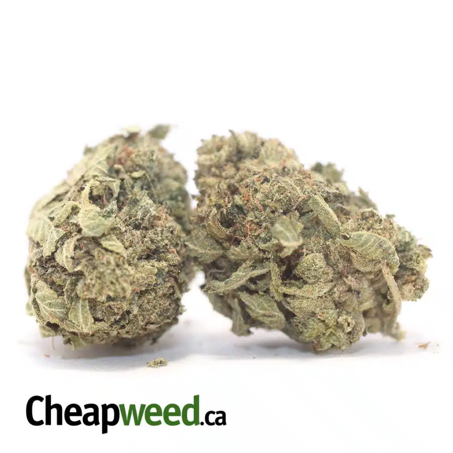 Alternative view of Green Dream XMAS Special
