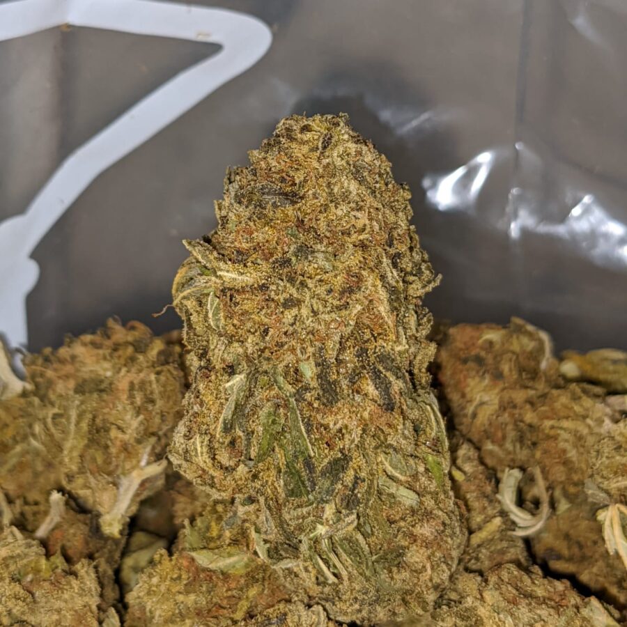 GREEN CONGO BS 1 I Green Congo Bulk Special