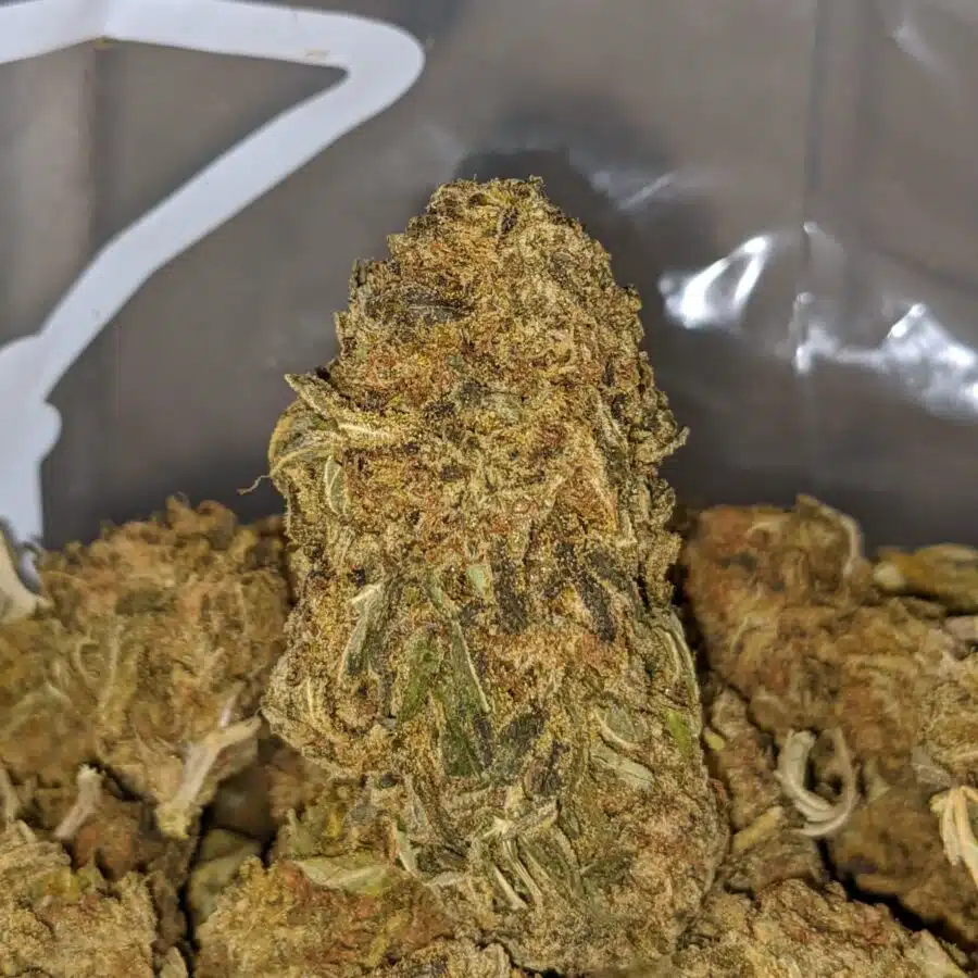 GREEN CONGO BS 1 I Green Congo Bulk Special