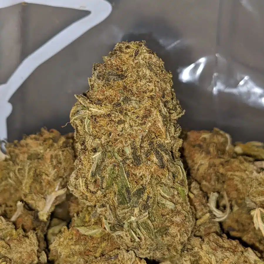 GREEN CONGO BS 2 I Green Congo Bulk Special