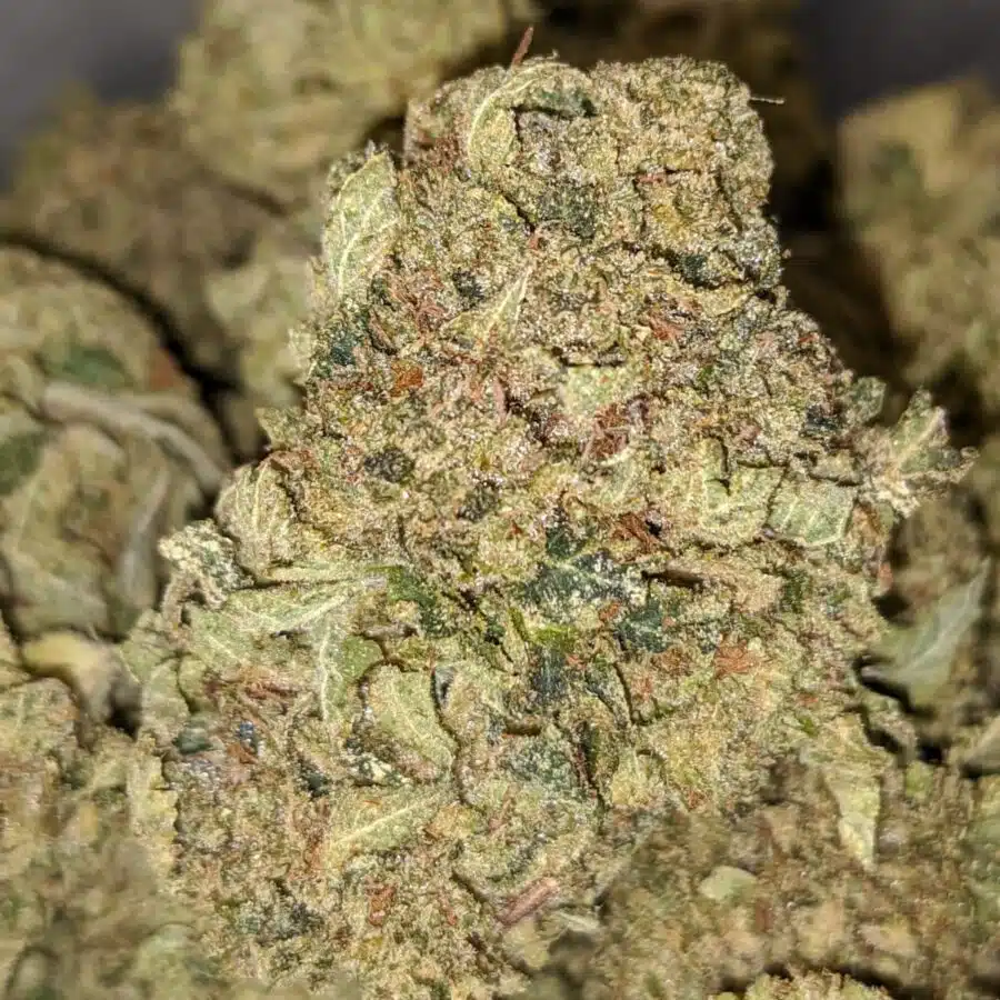 GREEN DREAM 2 I Green Dream XMAS Special