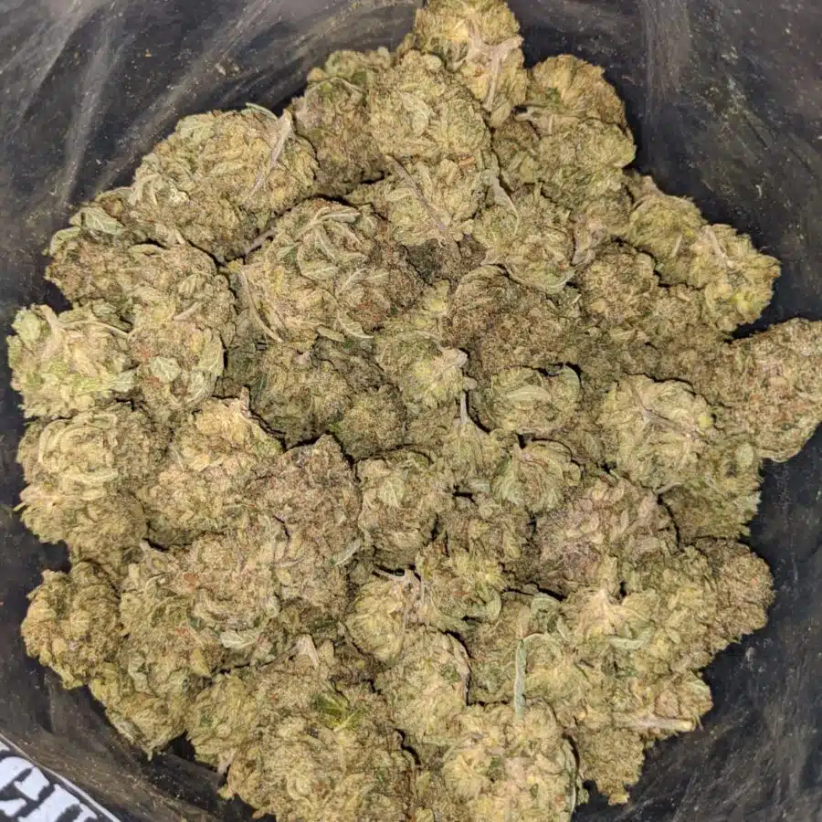 GREEN DREAM 3 I Green Dream XMAS Special