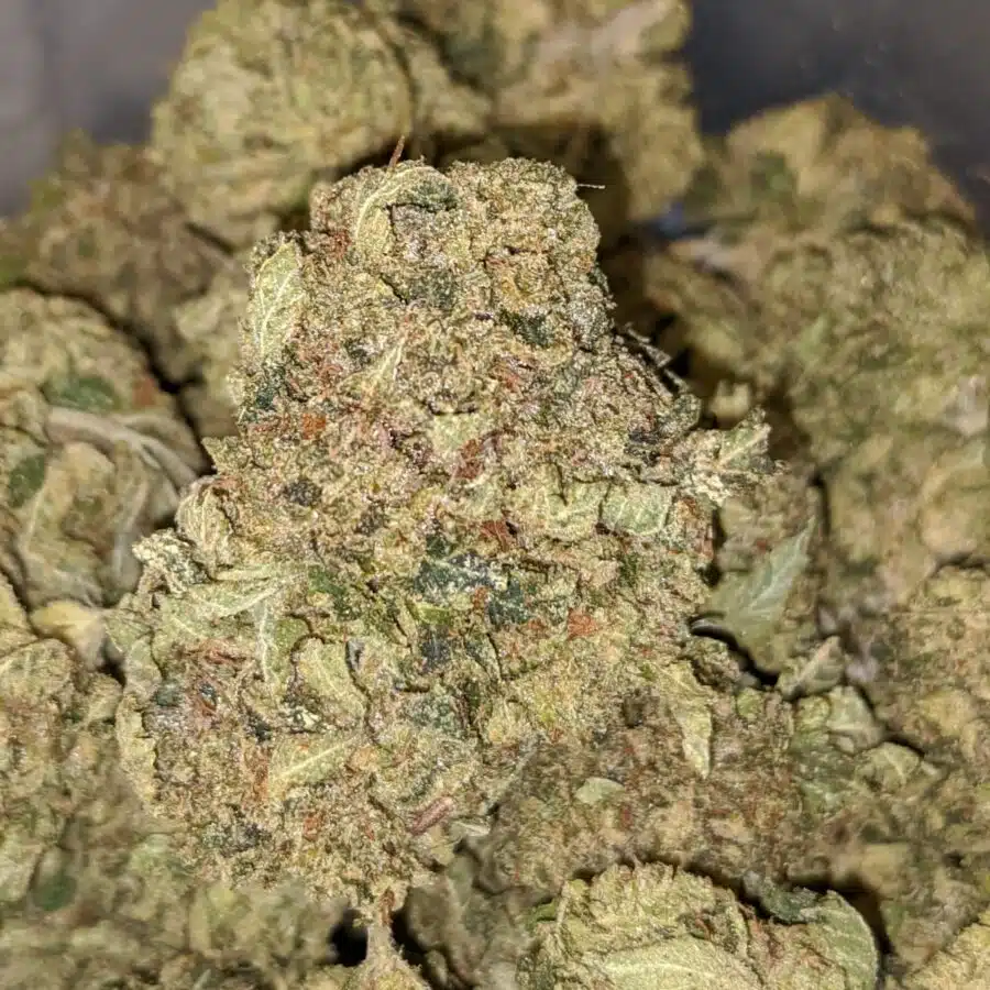 GREEN DREAM 4 I Green Dream XMAS Special