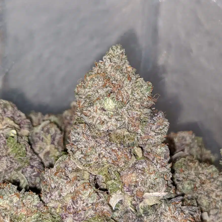 ICE WRECK DOD 1 I Ice Wreck - *Deal of the Day*