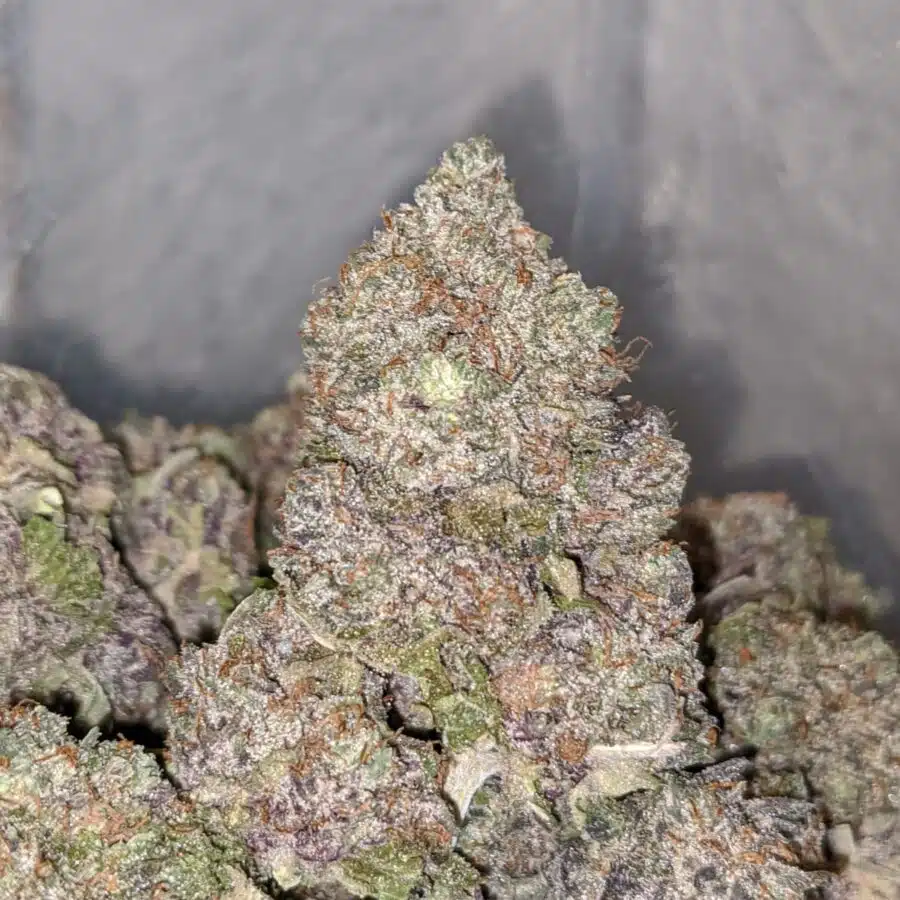 ICE WRECK DOD 4 I Ice Wreck - *Deal of the Day*