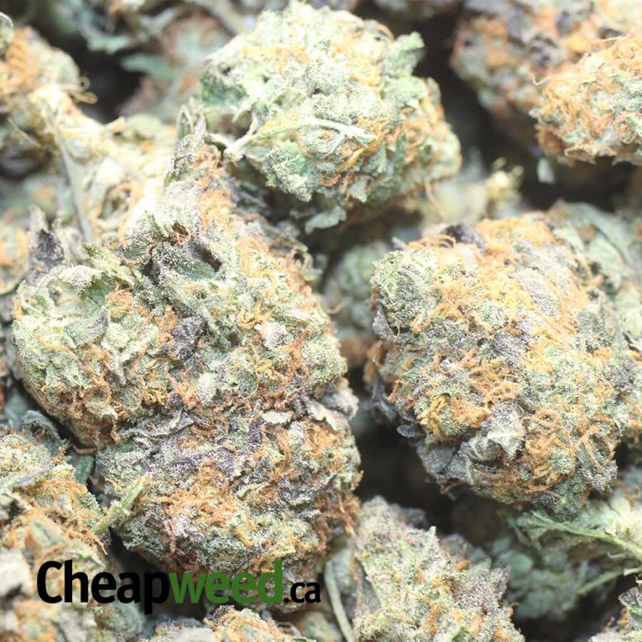 JEDI KUSH 1 I Jedi - *Deal of the Day*