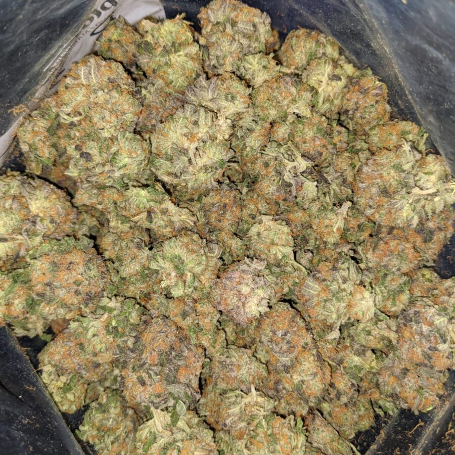 JEDI KUSH 2 1 I Jedi - *Deal of the Day*