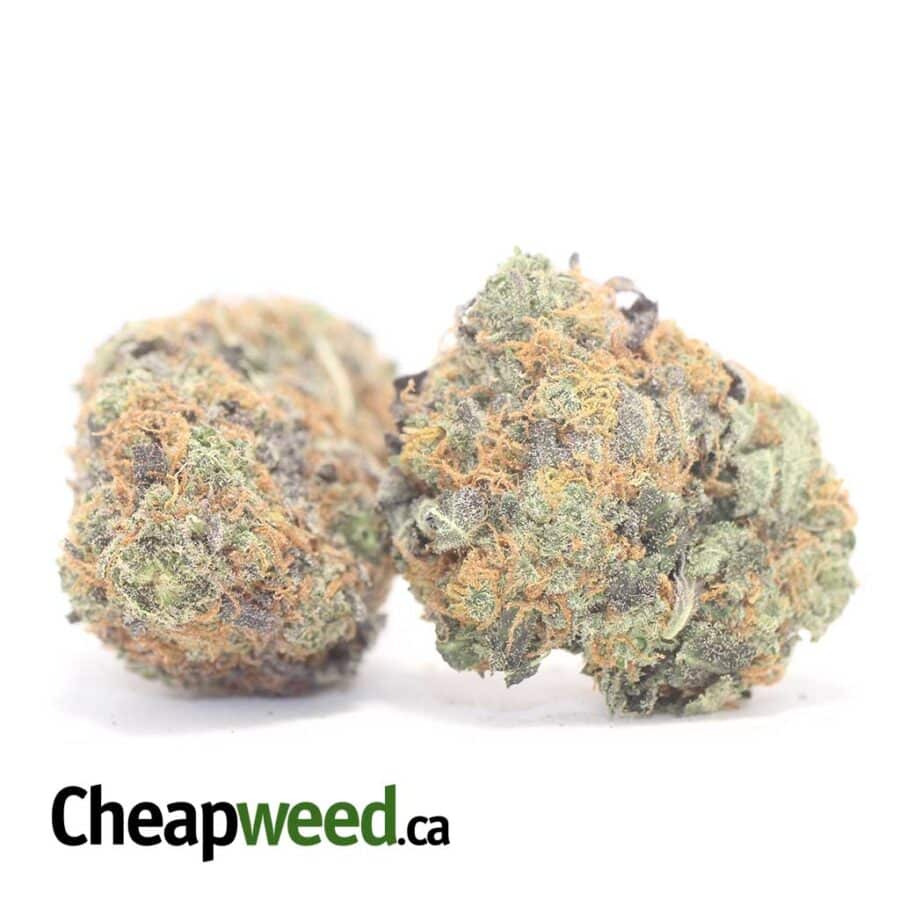 JEDI KUSH 3 I Jedi - *Deal of the Day*