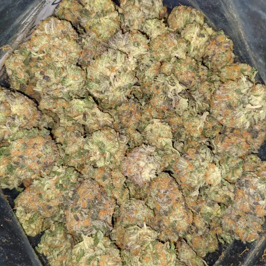 JEDI KUSH 4 1 I Jedi - *Deal of the Day*