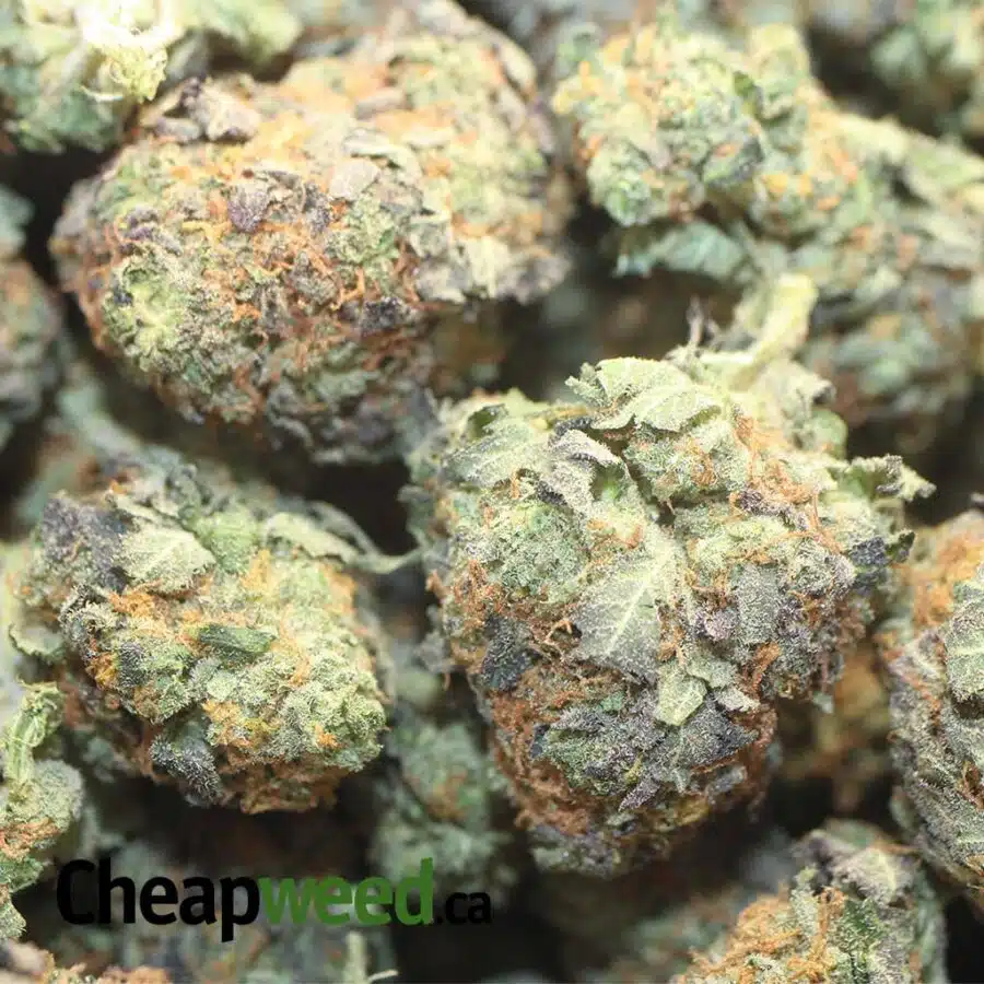 KING KUSH BS 1 I King's Kush Bulk Special